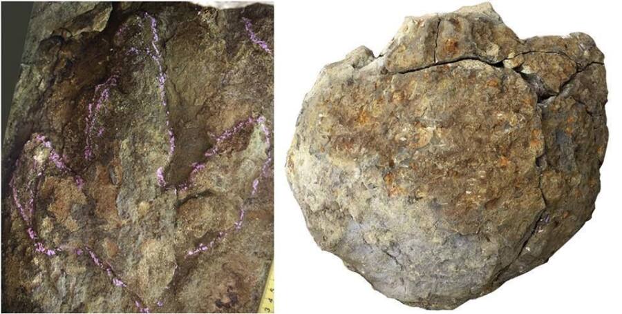 นักวิทย์พบร่องรอยไดโนเสาร์ในภาคตะวันออกเฉียงเหนือของจีน